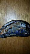 Blue Mussel Pearls in shell