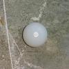Clam Pearl 14+ ct Button Shape 13mm
