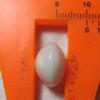 Clam pearl 14.8cts 