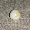 Clam Pearl 15.35 ct 11mm Baroque