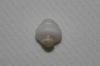 3.35 ct clam pearl