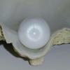 Clam Pearl 27.55 ct