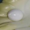 Clam Pearl 27.55 ct