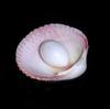Clam Pearl 4.45 ct Drop Shape 11mm with Flame