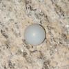 Clam Pearl 9.7 ct 12mm Button Shape