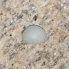 Clam Pearl 9.7 ct 12mm Button Shape