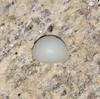 Clam Pearl 9.7 ct 12mm Button Shape