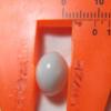 Clam pearl 9.9cts