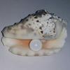 Clam Pearl Button 12.2 ct with Flame 13mm