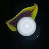Clam Pearl Button with 2 Flames 10+ ct