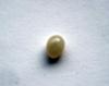 Clam Pearl