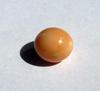 Conch Pearl 10mm Peachy Brown Color