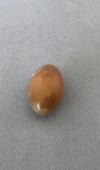 Conch Pearl 7.79 ct Brown Oval 14mm for Sale