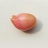 Conch Pearl Drop Shape Pink 6.26 carats