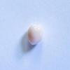 Conch Pearl White Oval 1+ carat 6mm