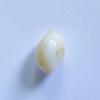 Conch Pearl White oval 2+ carat 9mm