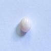 Conch Pearl White Oval 6mm