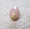 Conch Pearl with Flame Light Pink Oval 2+ carats
