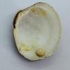 Cream Colored Quahog Pearl with Original Shell for Sale