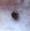 Deep Purple Blue Mussel Pearl 4mm