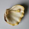 Elongated Blister Pearl of Tridacna Clam +/- 70 mm
