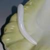 Elongated Clam Pearl 10.4 ct
