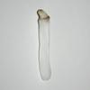 Elongated Clam Pearl 63.4 ct 73.74mm in Length