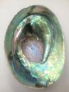 Enormous Natural Abalone Pearls from New Zealand