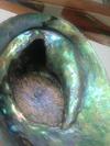 Enormous Natural Abalone Pearls from New Zealand