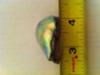160.24 carat abalone pearl