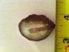 160.24 carat abalone pearl