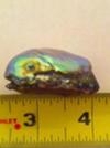 160.24 carat abalone pearl