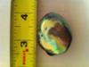 160.24 carat abalone pearl