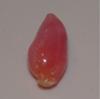 2.5 carat pink conch pearl