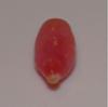 0.85 carat pink conch natural pearl