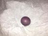 Purple quahog pearl