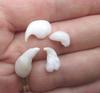 Four Curly Natural Clam Pearls 16 carats Total