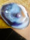Freshwater Pearl in Shell