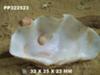 clam shell with pearl