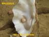 clam shell with pearl