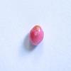 Gorgeous Pink Conch Pearl Oval 6mm 