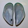 Green Mussel Blister