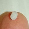 Half Carat+ Clam Pearl for Sale Drop Shape