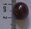Horse Conch Pearl from Isla Margarita Maroon color 13 carats 14mm