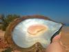 Pearl meat is the ear-shaped adductor muscle in a pearl oyster. COURTESY OF CYGNET BAY