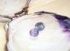 25.67ct Purple Quahog Pearl