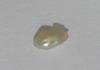 0.10 carats Iridescent White Abalone Pearl for Sale