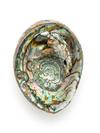 Iridescent Abalone Shell With Blister Pearl
