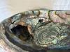 Iridescent Abalone Shell With Blister Pearl