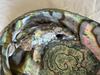 Iridescent Abalone Shell With Blister Pearl